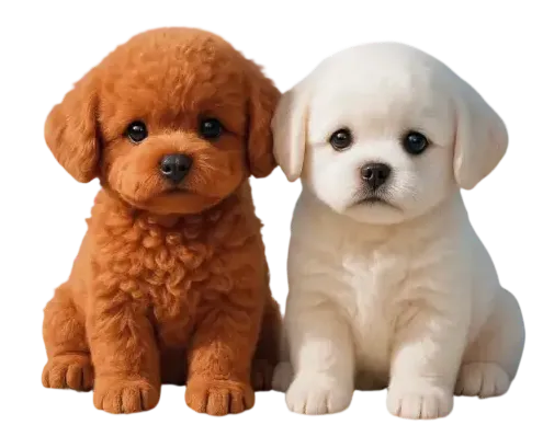 offers of froplay robot dog